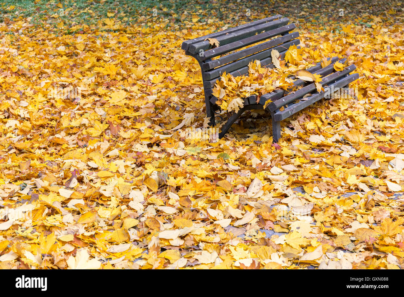 Lonely wooden bench in autumn park under leaves Stock Photo - Alamy