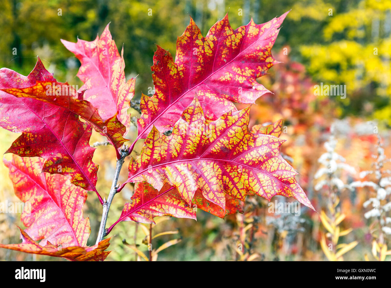 Beautiful red maple leaf hi-res stock photography and images - Alamy