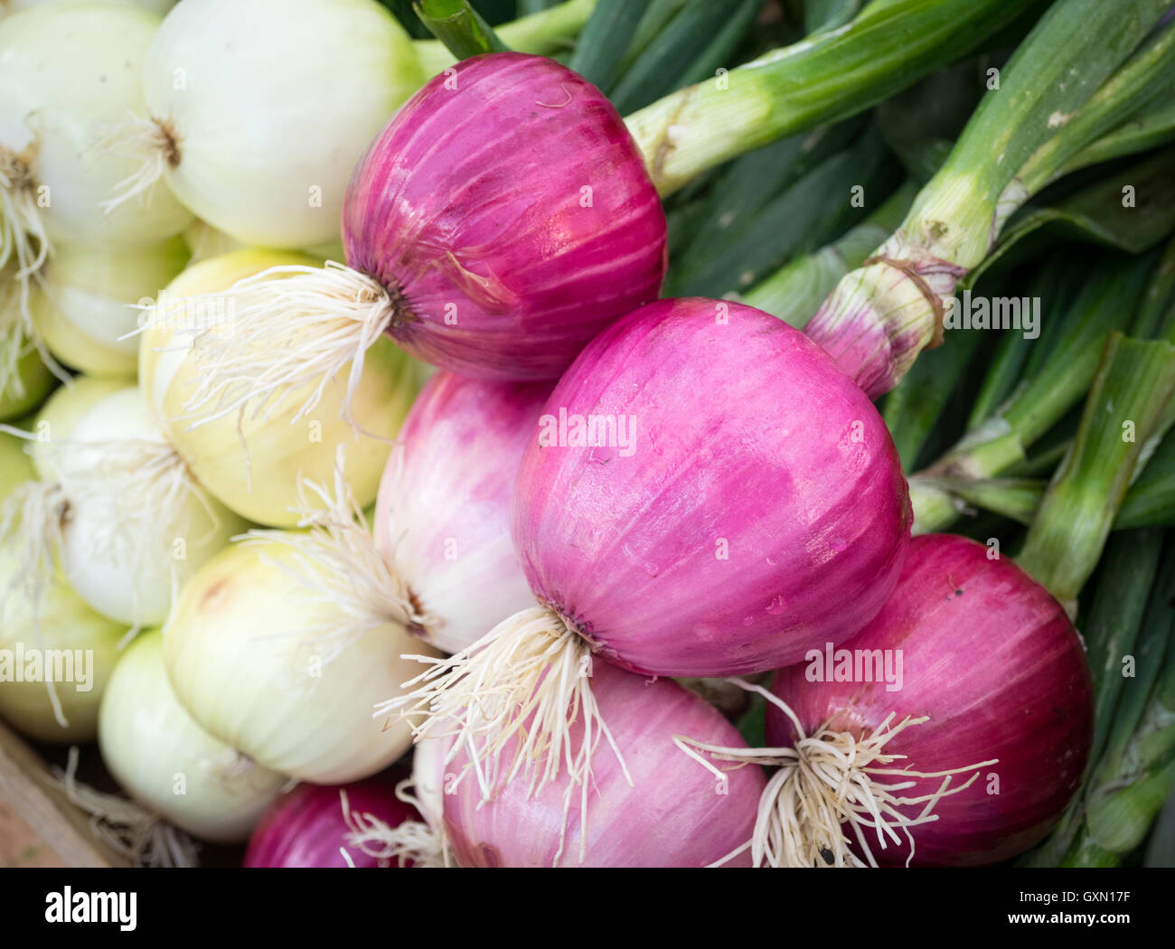 Red onions and white onions for sale at the City Market (104 Street Market) in Edmonton, Alberta, Canada. Stock Photo