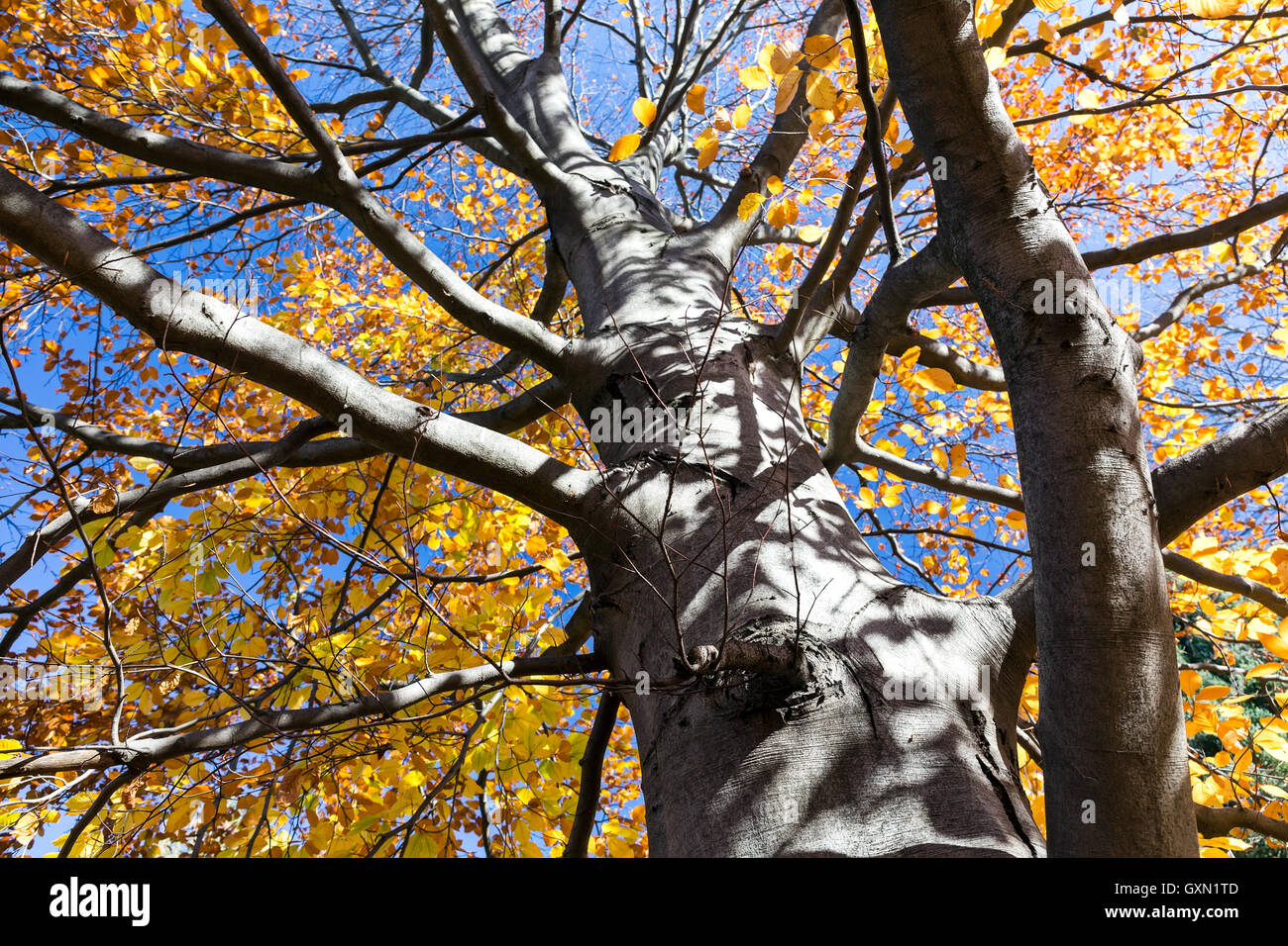 Warm autumn sun shining through the golden canopy of tall beech tree Stock Photo