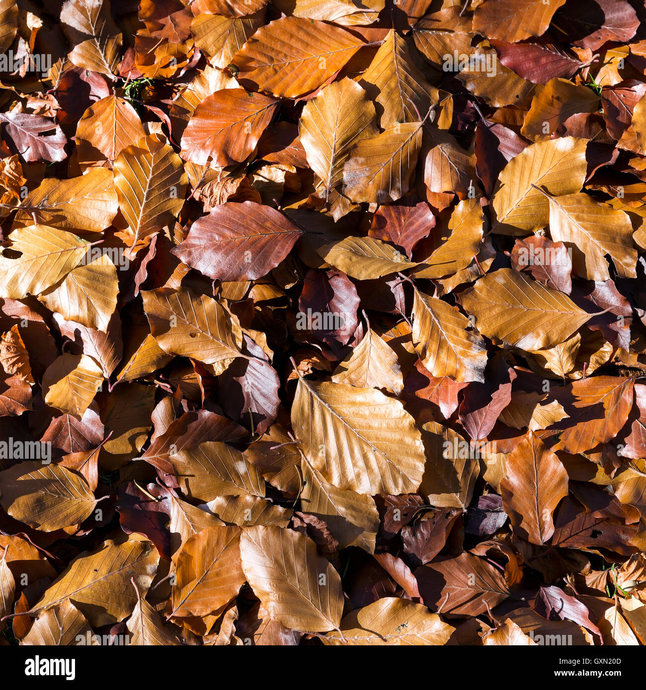 Brown fallen autumn leaves on the ground as natural background Stock ...
