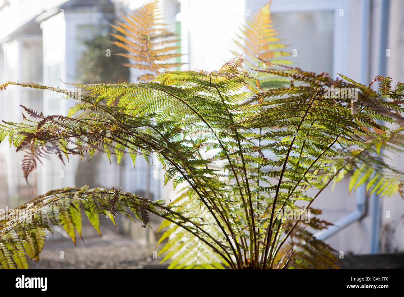 Large tree fern in the front garden of a house Stock Photo