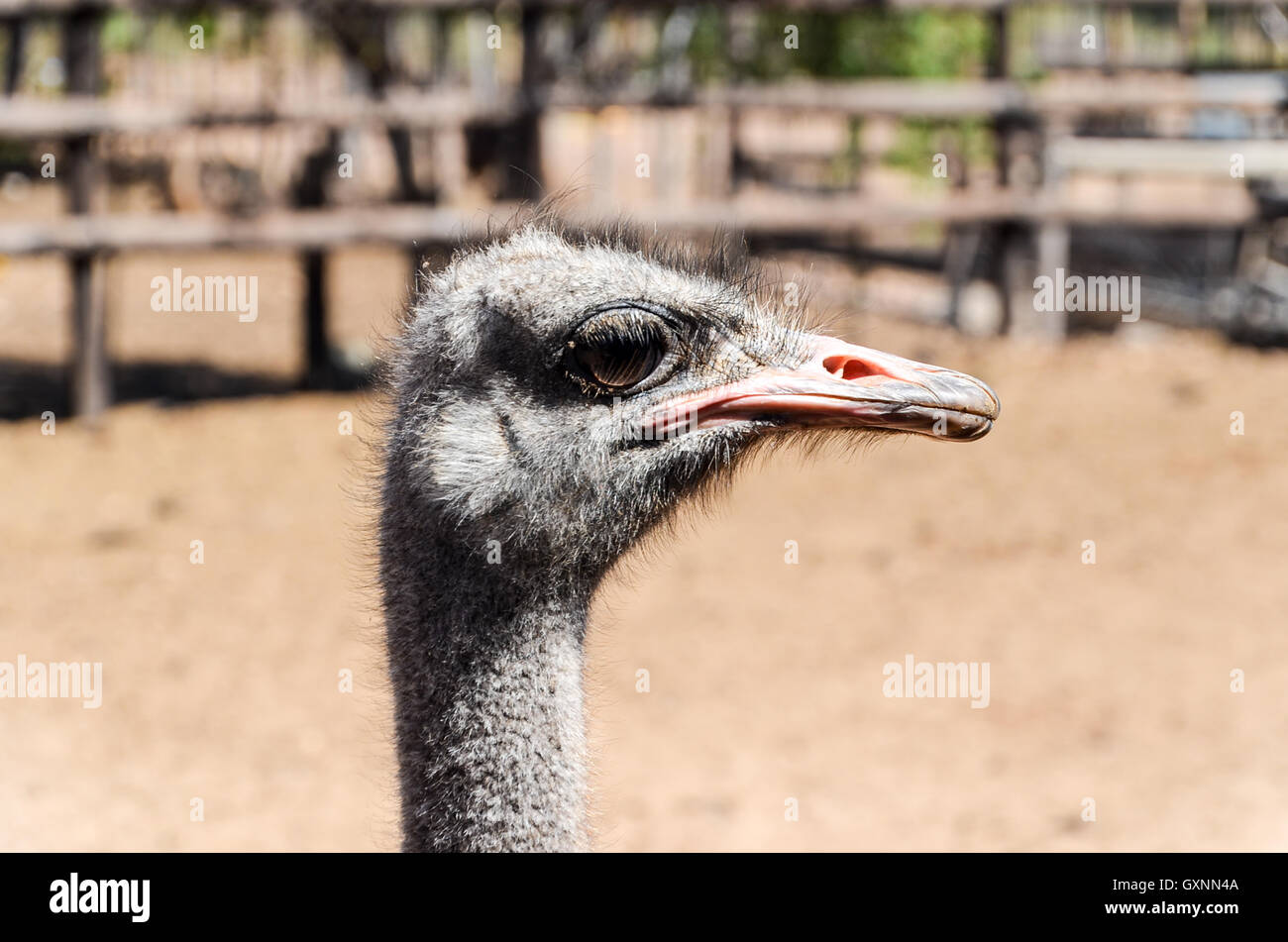 Ostrich farm near Oudtshoorn, South Africa Stock Photo