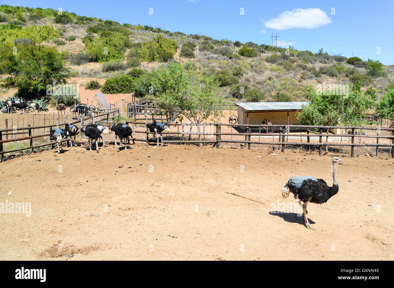 Ostrich farm near Oudtshoorn, South Africa Stock Photo