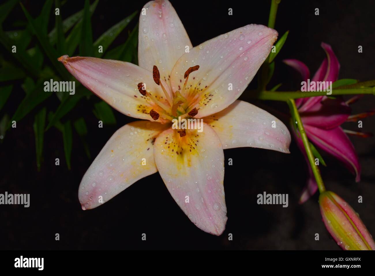 Lily after the rain Stock Photo