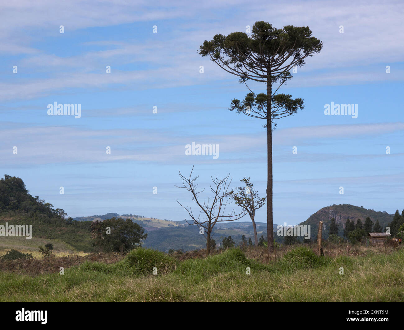 Araucaria tree (Araucaria angustifolia) in rural Tamarana County, State of Parana, Brazil. Stock Photo