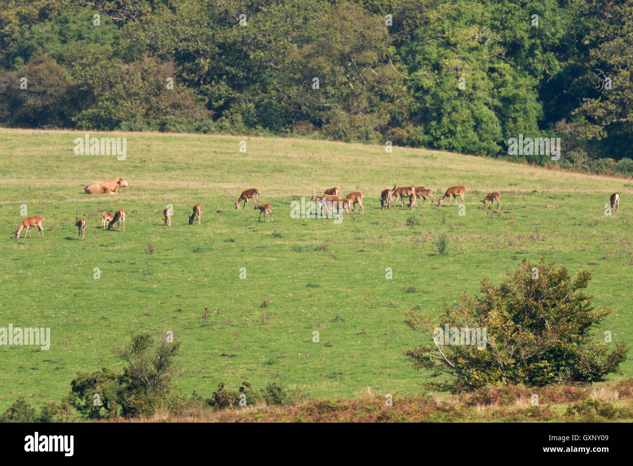 A herd of red deer grazing in a cow field at Sweetworthy just below ...