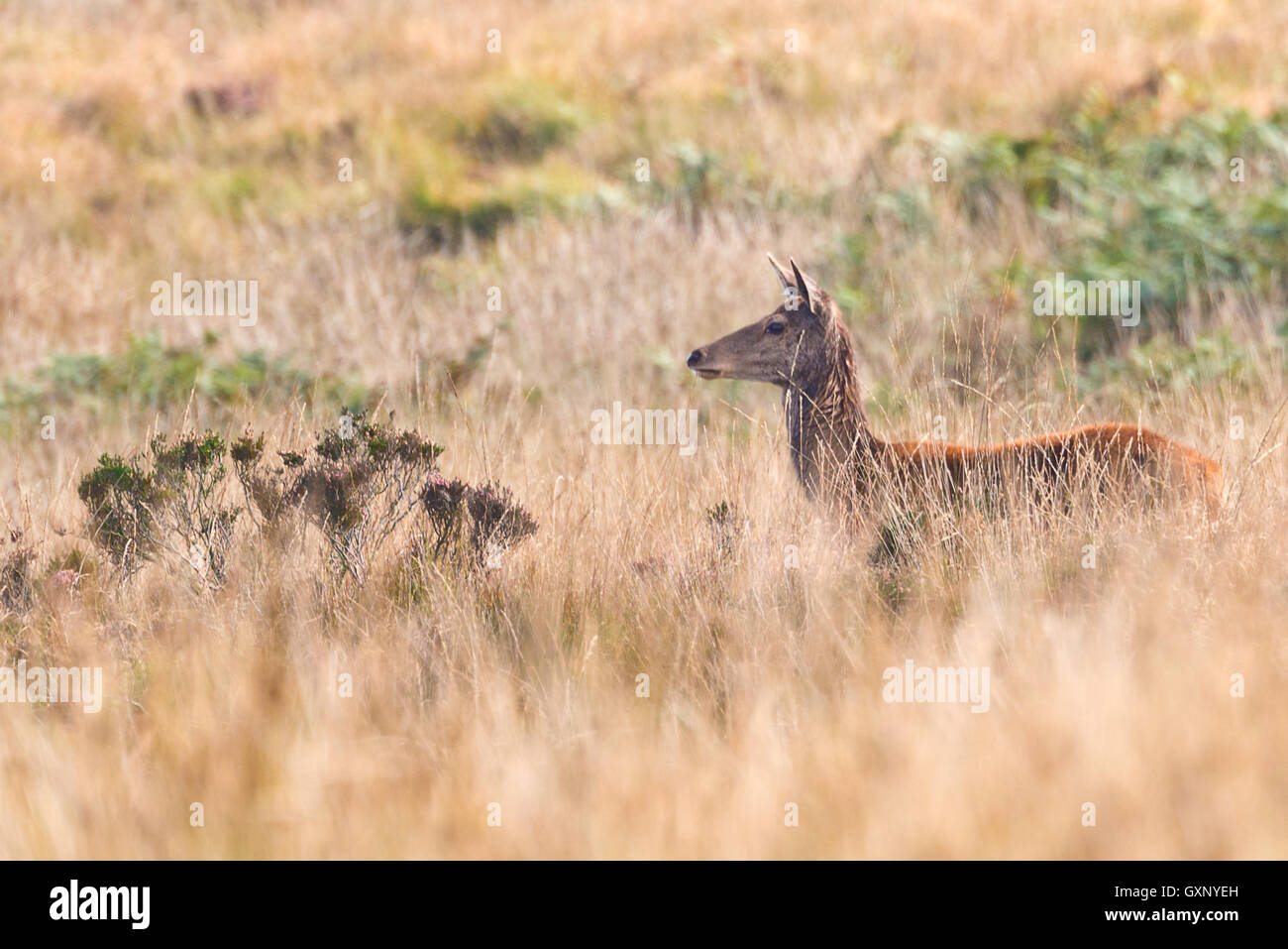 A solitary red deer hind walking across Great Rowbarrow close to Dunkery beacon in Somersets Exmoor National Park Stock Photo