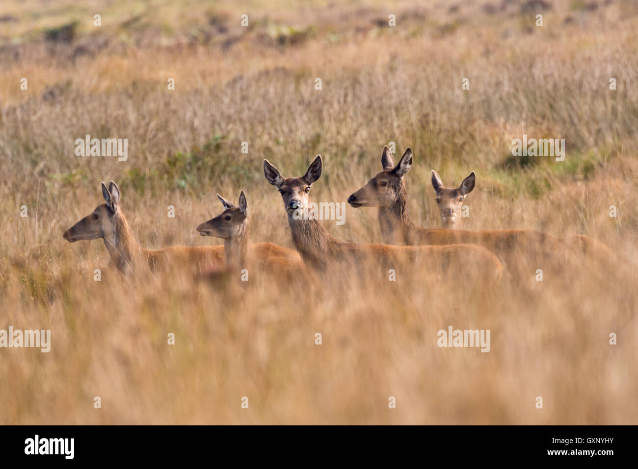 A group of five red deer walking across Great Rowbarrow close to Dunkery beacon in Somersets Exmoor National Park Stock Photo