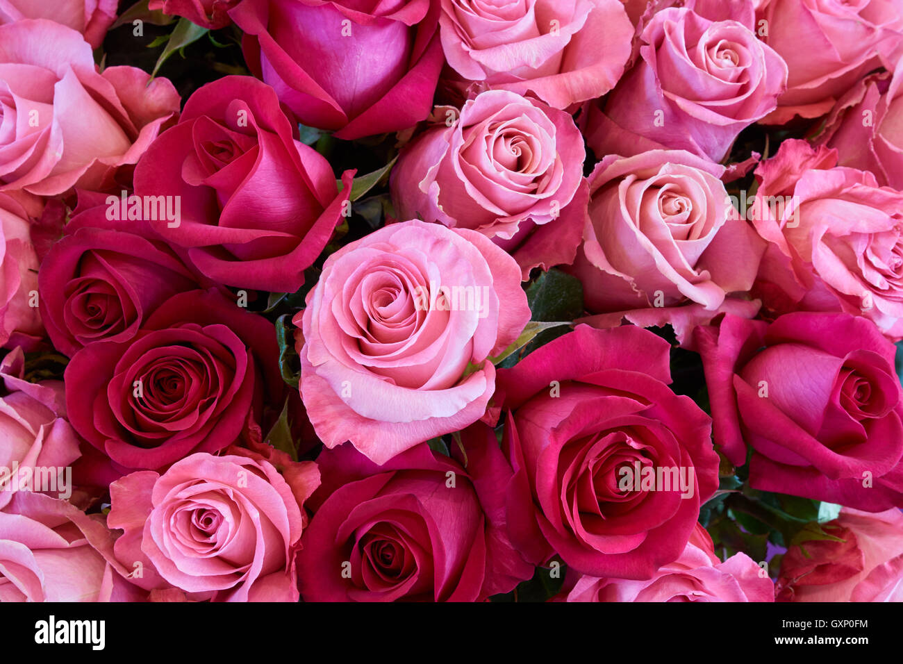 Bunch of pink and dark pink roses as floral background Stock Photo - Alamy