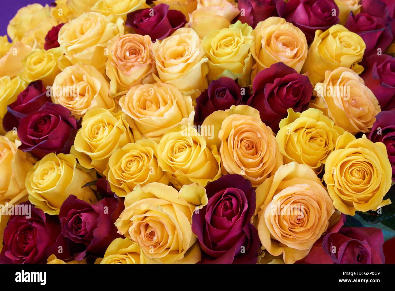 Bunch of yellow and wine red roses as floral background Stock Photo