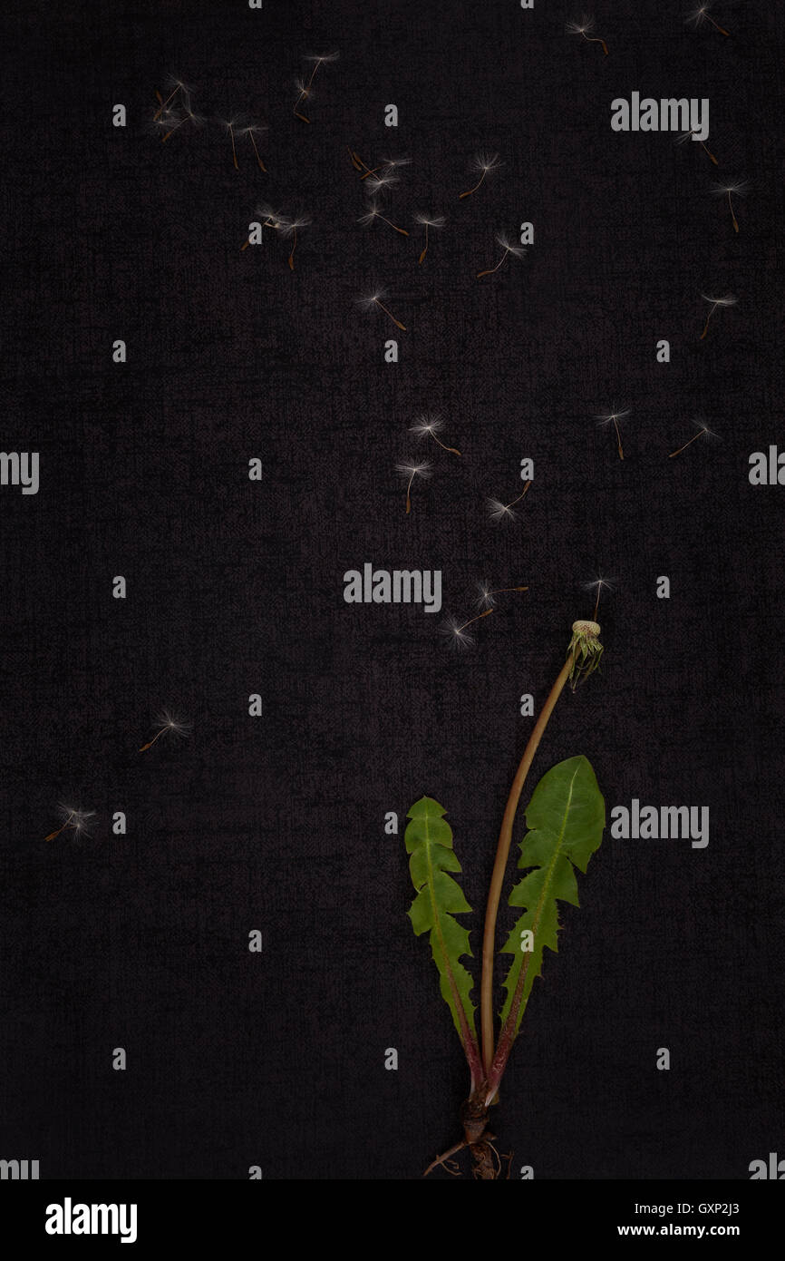Dandelion seeds top view hi-res stock photography and images - Alamy