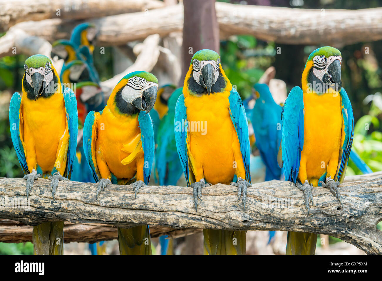 Four blue and yellow macaw birds sitting on wood branch. Colorful macaw birds in forest. Stock Photo