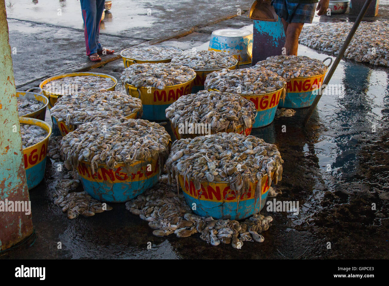 Squid for sale at asian fish market,Neendakara,Kollam,Kerala,india