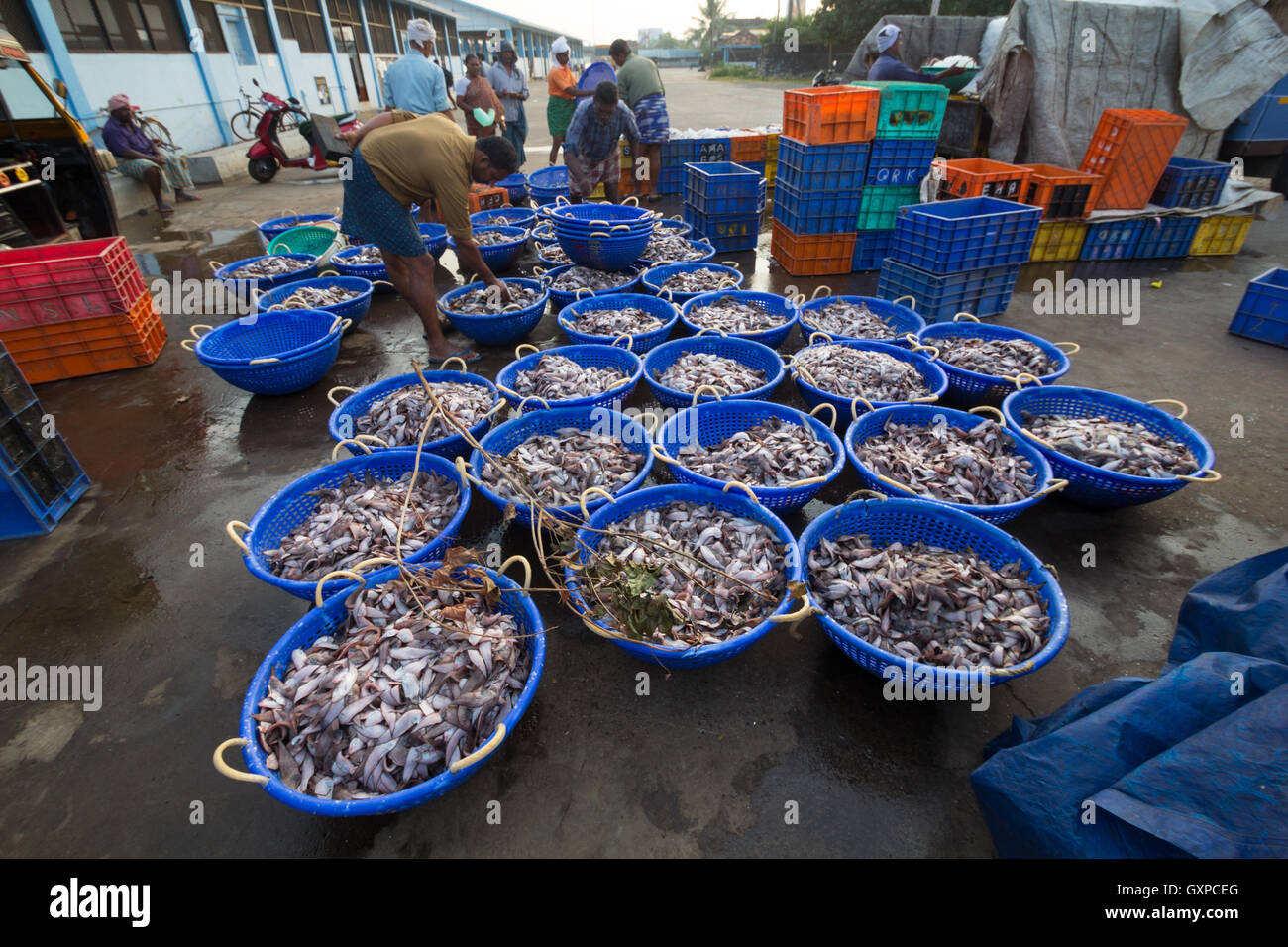 Sole fish for sale at Neendakara fishing harbour,Kollam, Kerala, India