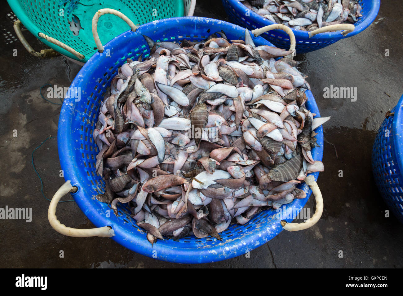 Sole fish hires stock photography and images Alamy