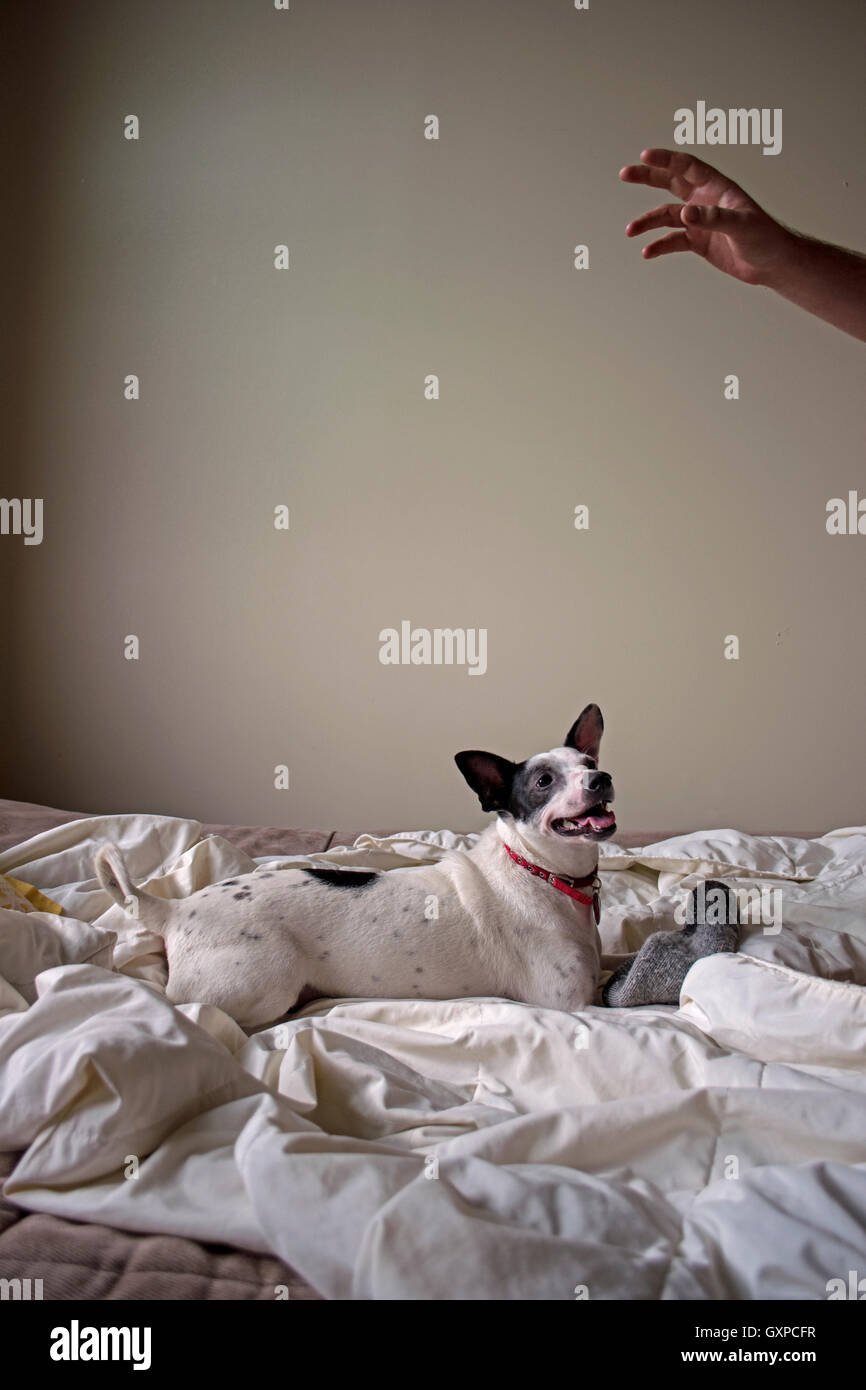 A Jack Russel Terrier mixed breed on an unmade bed Stock Photo Alamy