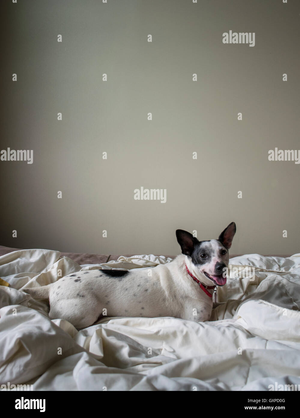 A Jack Russel Terrier mixed breed on an unmade bed Stock Photo Alamy