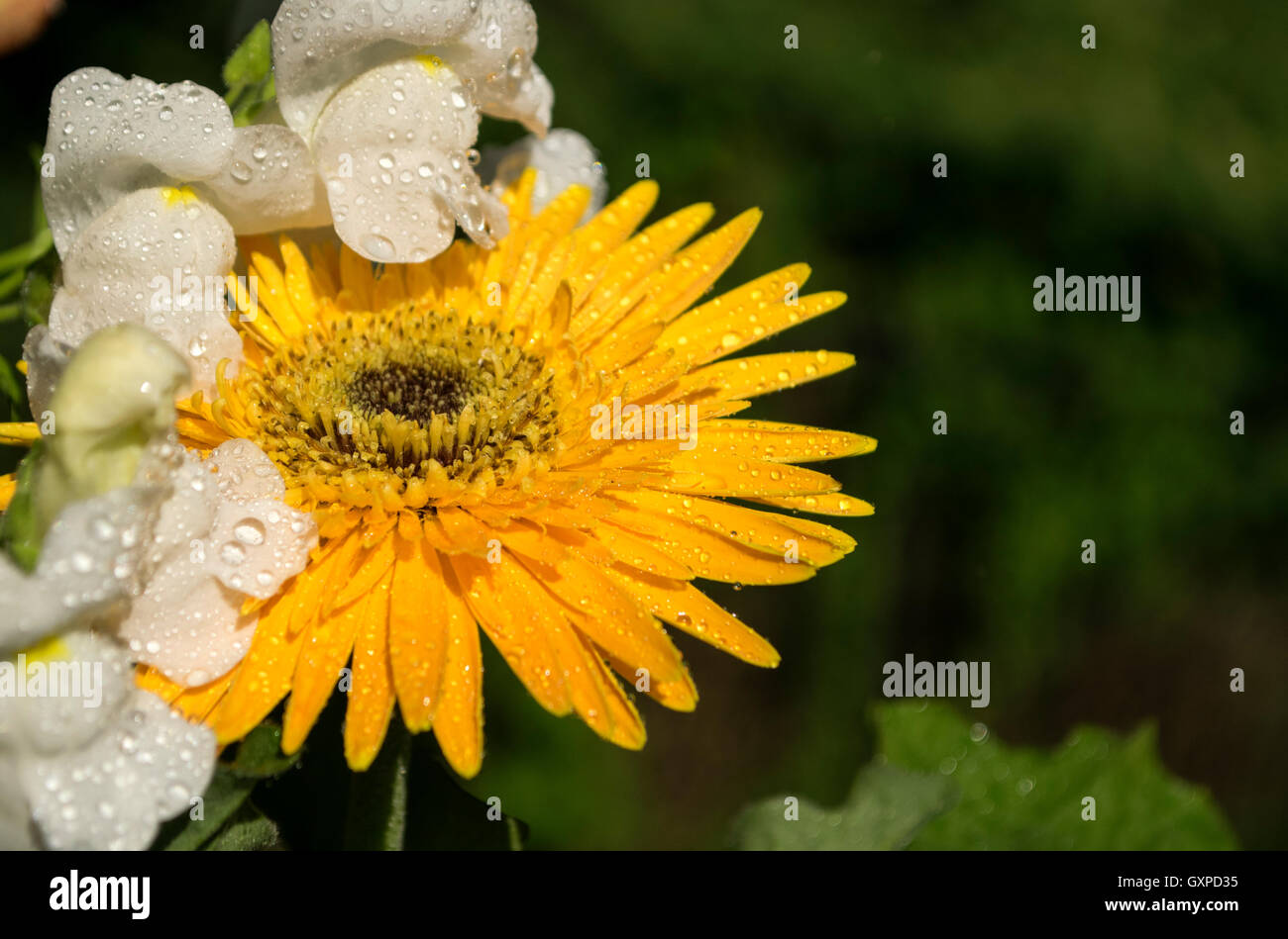 A bright yellow Gerber Daisy Stock Photo - Alamy
