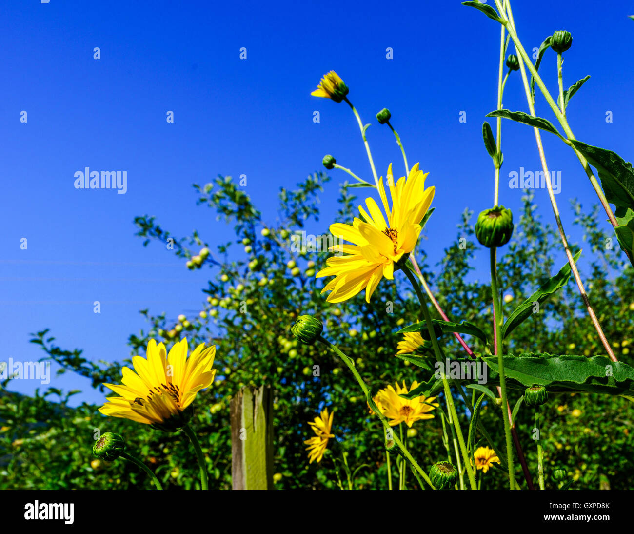 Vivid colors of yellow summer flowers on blue sky background, sunny day ...
