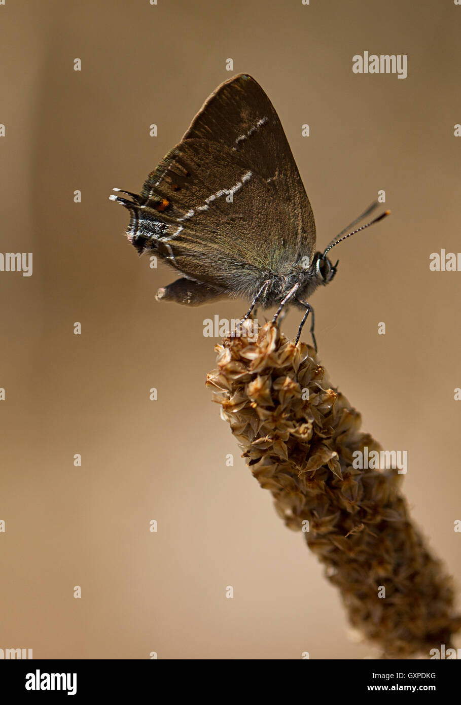 Blue Spot Hairstreak butterfly (Satyrium spini) on the seed head of a Plantain Stock Photo Alamy