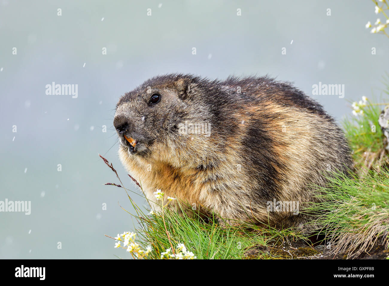 Alpine marmot Stock Photo