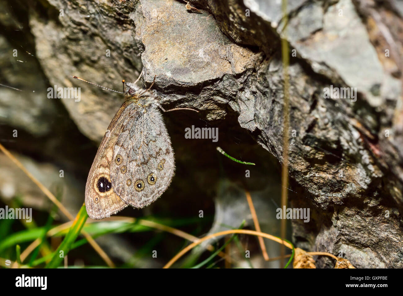 Large Wall Stock Photo