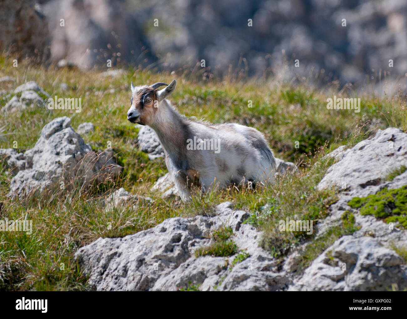 Mountain goat - Italian Dolomites - Animals - Wildlife Stock Photo - Alamy