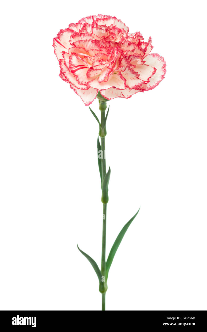Beautiful pink carnation on a white background Stock Photo - Alamy