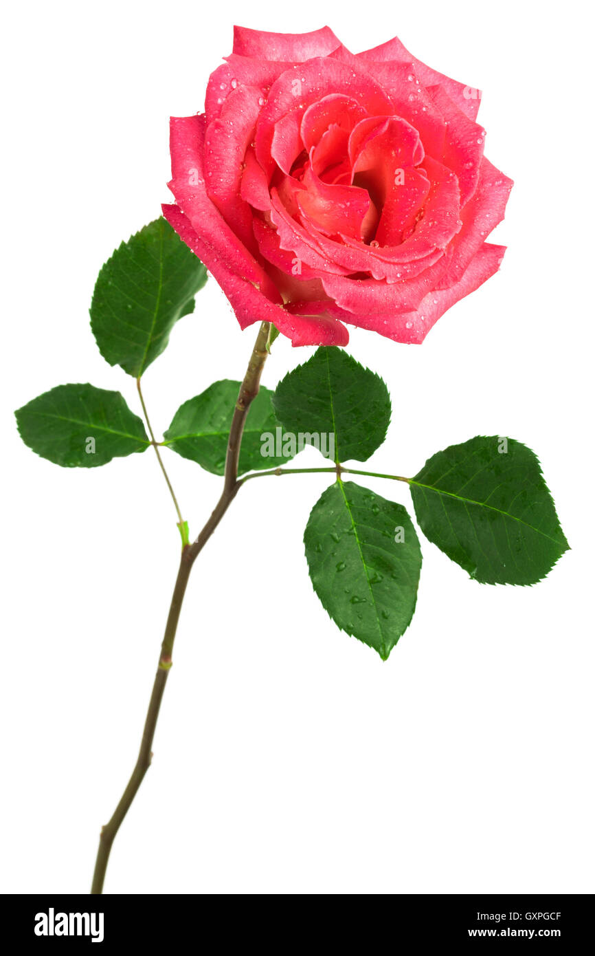 single pink rose on a white background Stock Photo - Alamy
