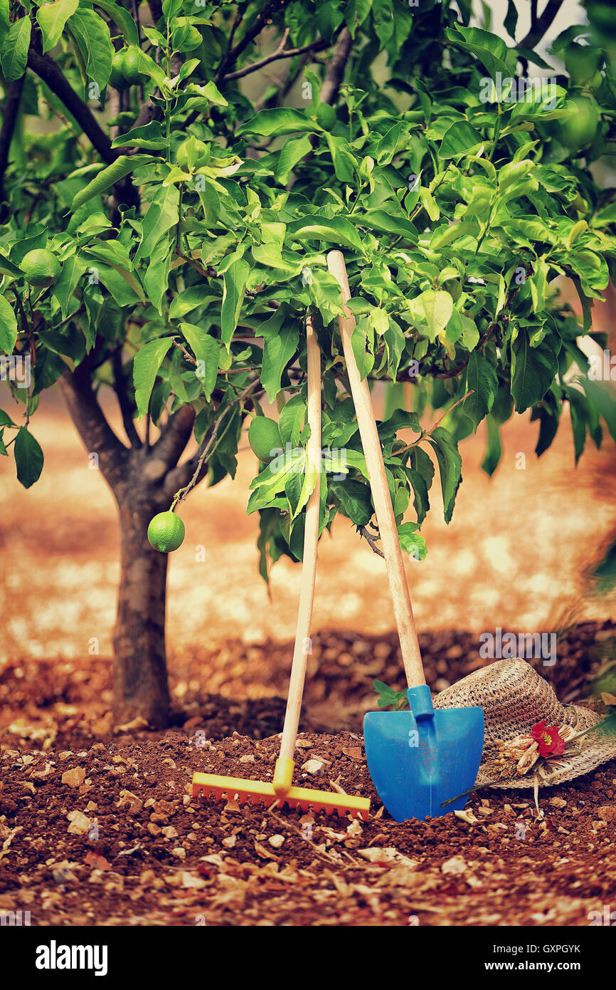 Gardening tools, rake and shovel near lemon tree, cultivation of fruits, organic nutrition in the countryside, work on the soil Stock Photo