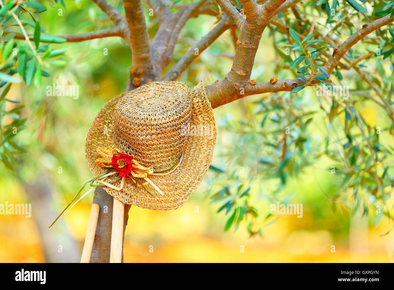 Womens hat on the tree in the olives garden, autumn harvest season, carefree day in countryside, relaxation after work Stock Photo