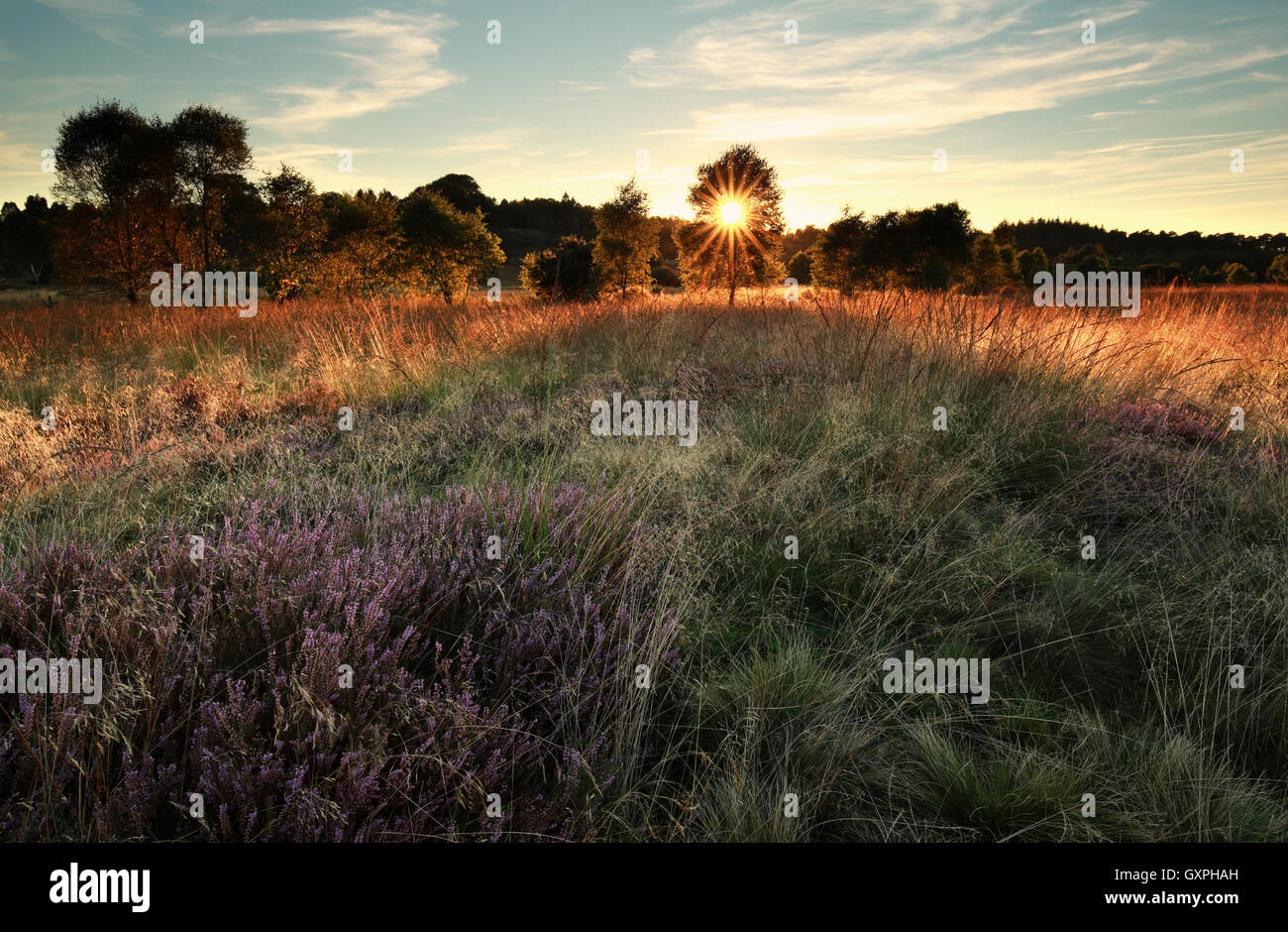 Lüneburger heide autumn hi-res stock photography and images - Alamy