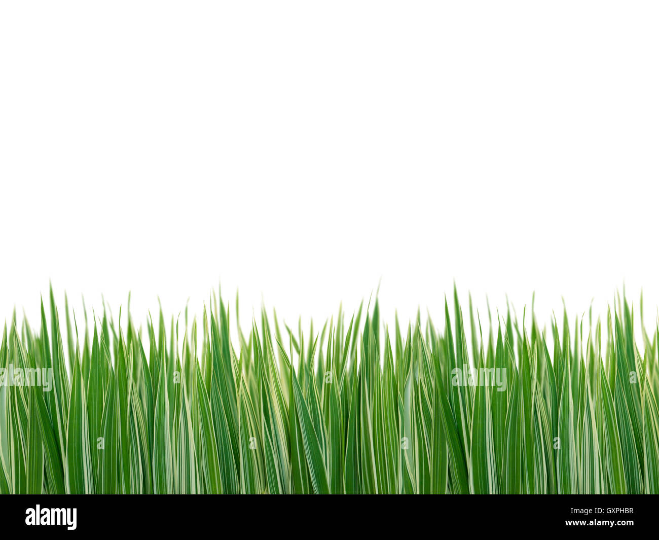 Striped green and white grass isolated on white Stock Photo