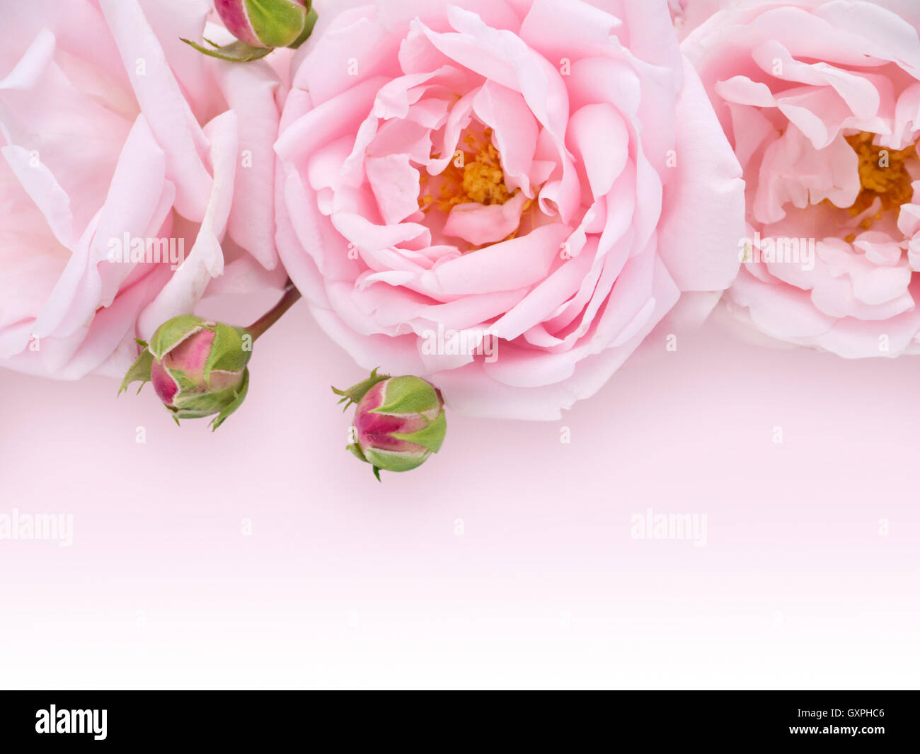 Pale pink roses bouquet on the light pink background Stock Photo - Alamy