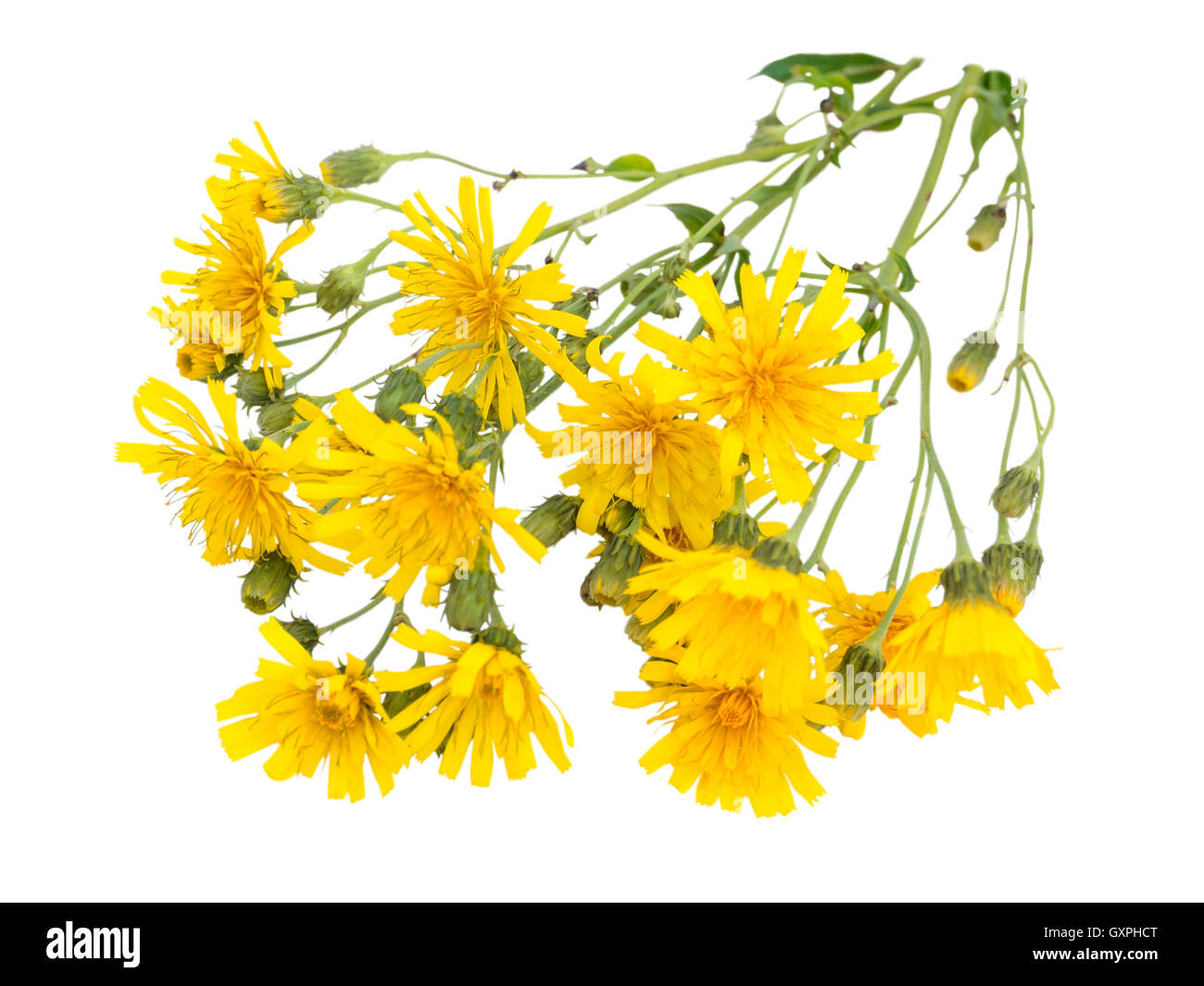 Wild yellow hawksbeard flowers bouquet isolated on white Stock Photo