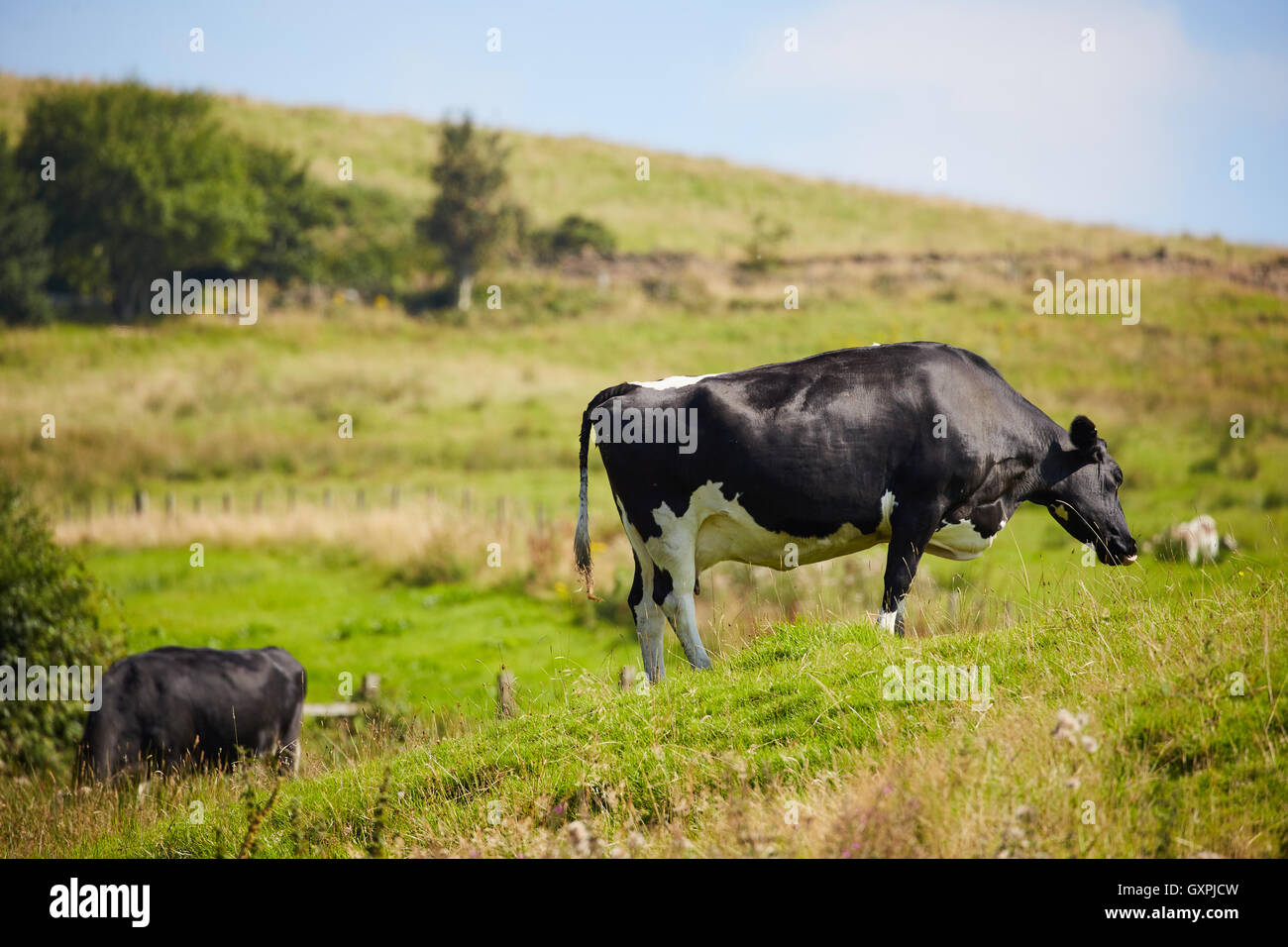 Cow in Lancashire filed Stock Photo