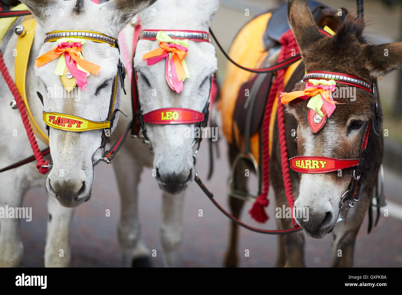 Donkey parade hi-res stock photography and images - Alamy