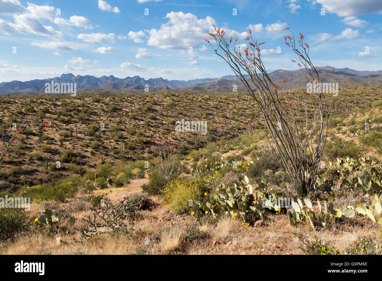 A blooming ocotillo over its surrounding desert and the Superstition