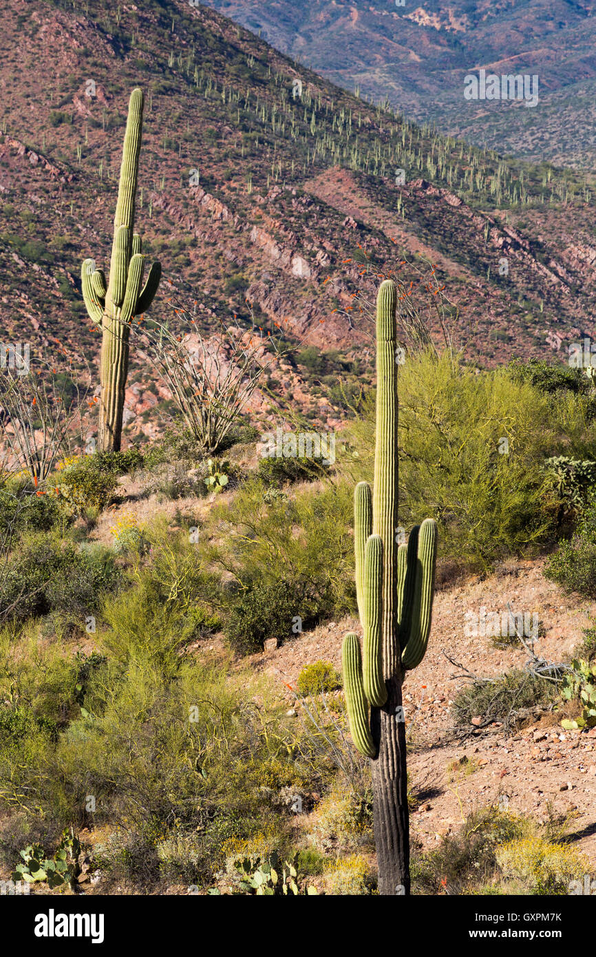 A forest of saguaro cactus coating the southern base of the