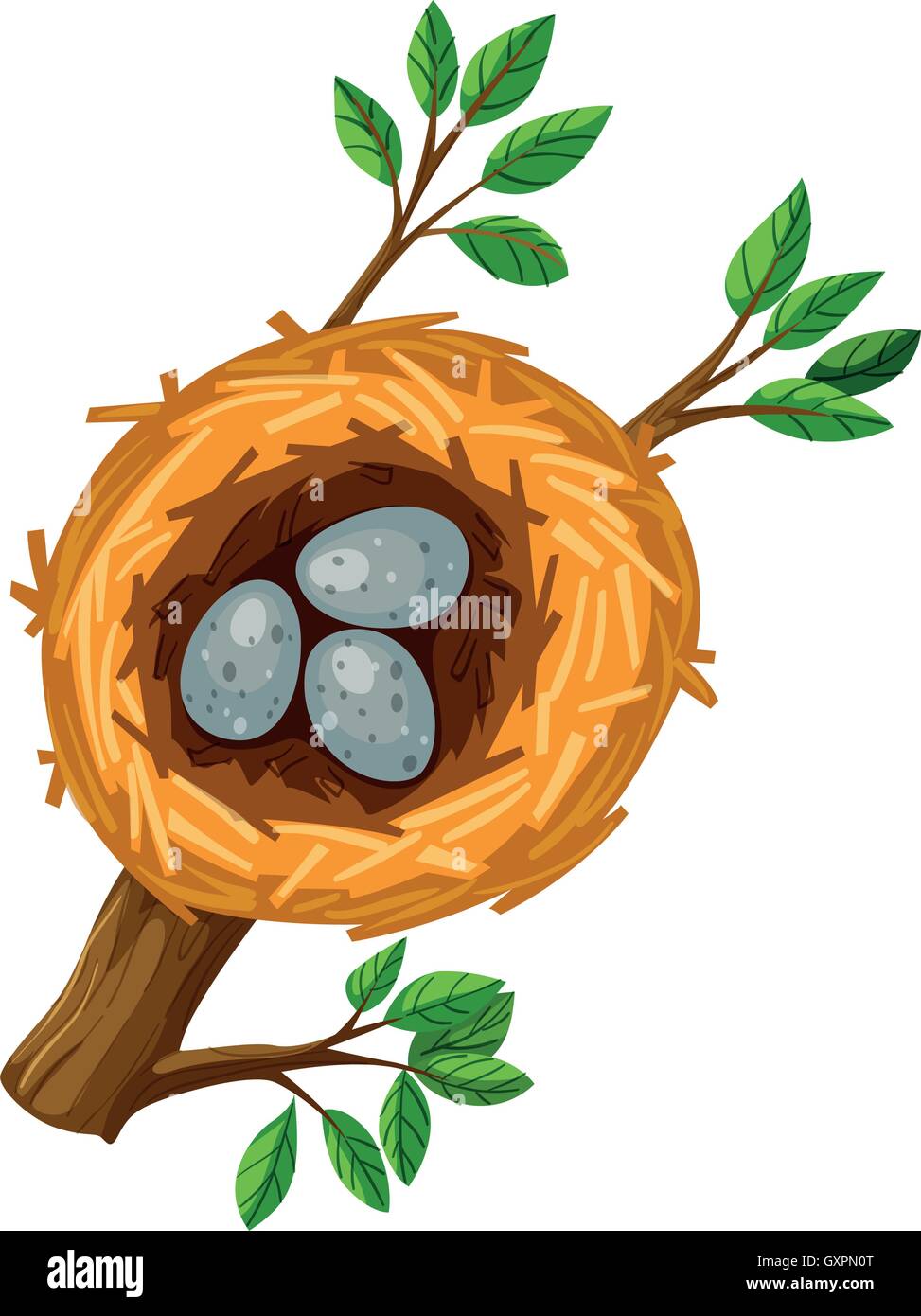 Three eggs in the bird nest illustration Stock Vector Image & Art - Alamy