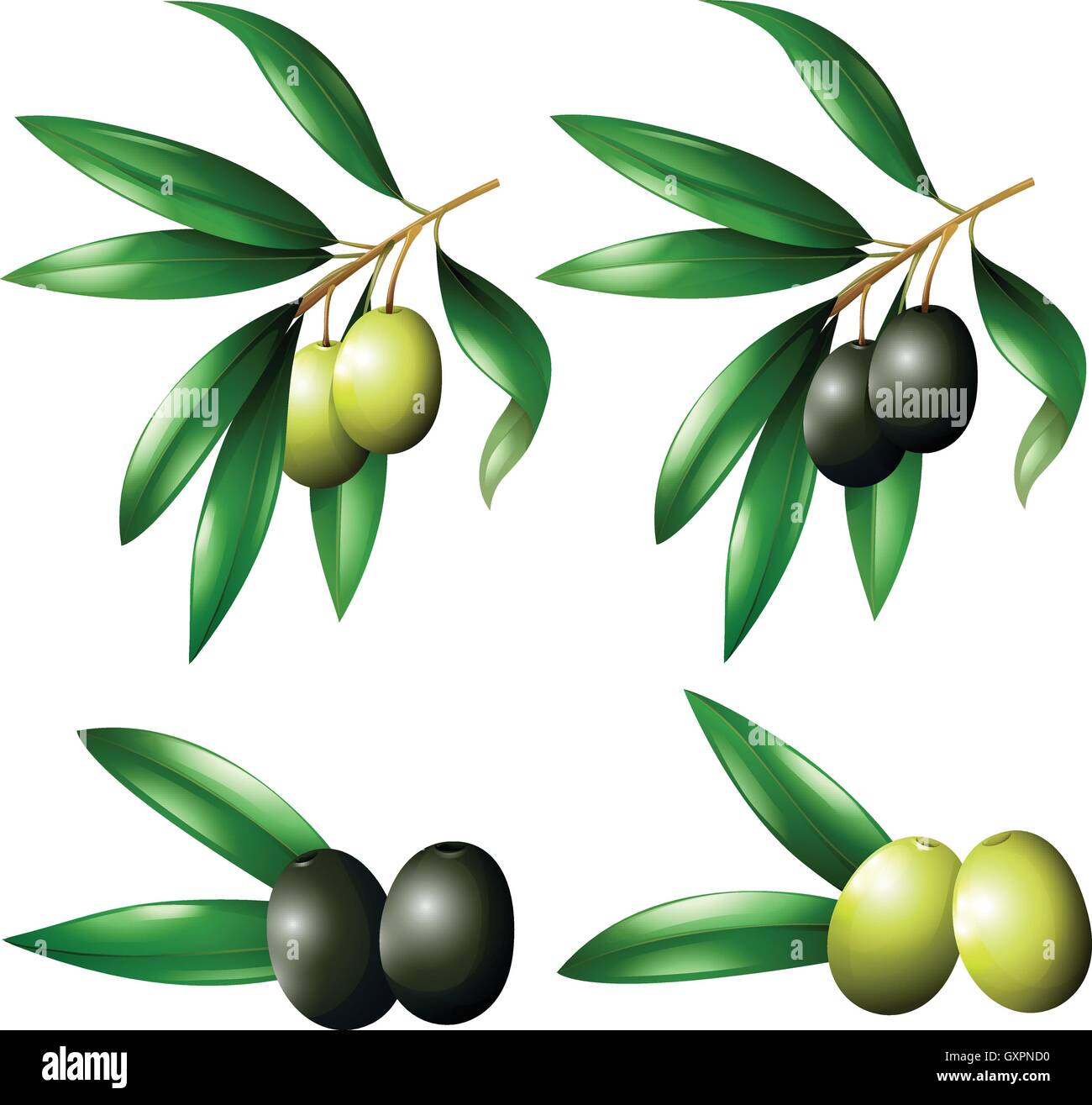 Green and black olives on branch illustration Stock Vector Image & Art ...
