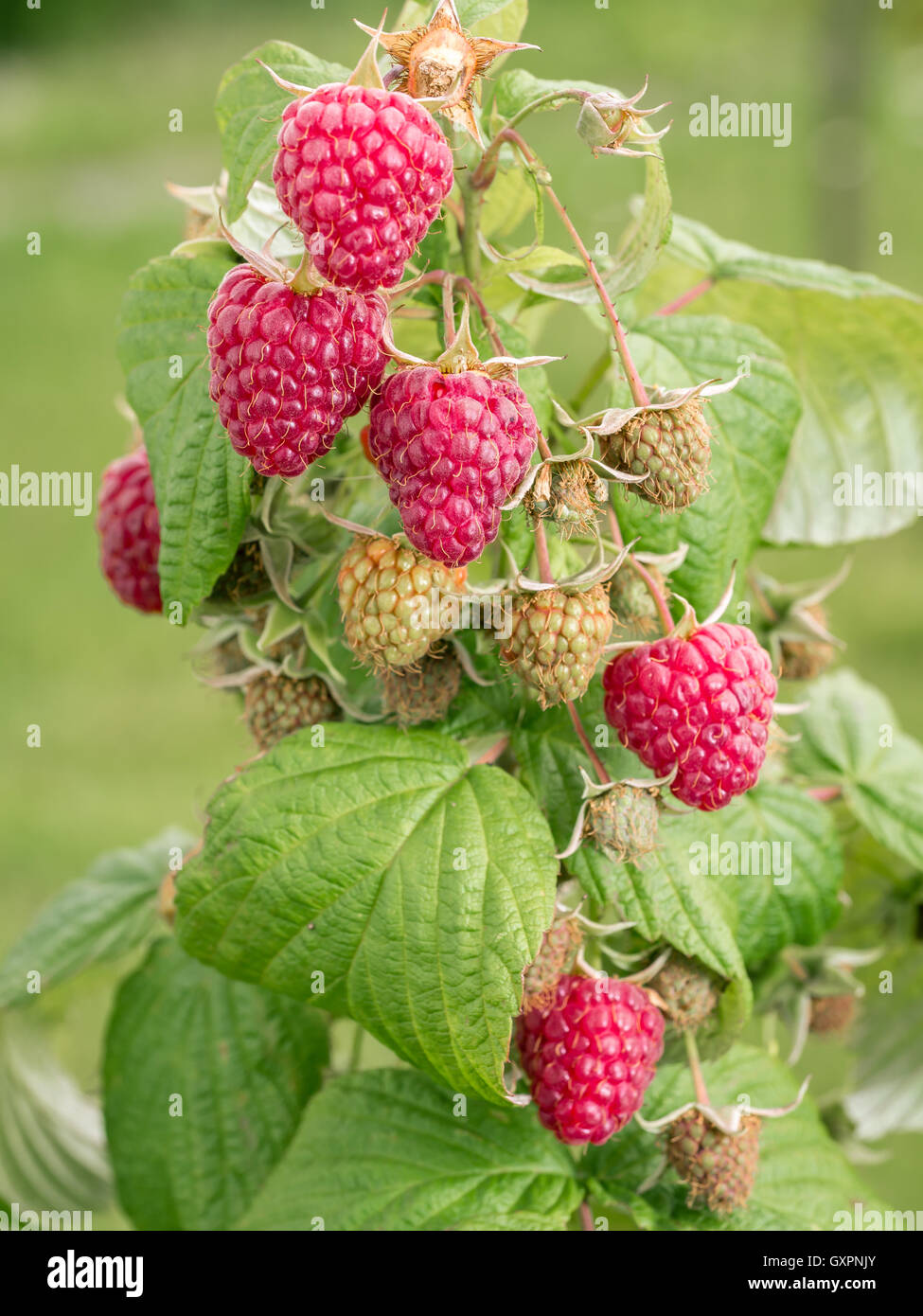 Ripe and juicy raspberries growing on shrub Stock Photo
