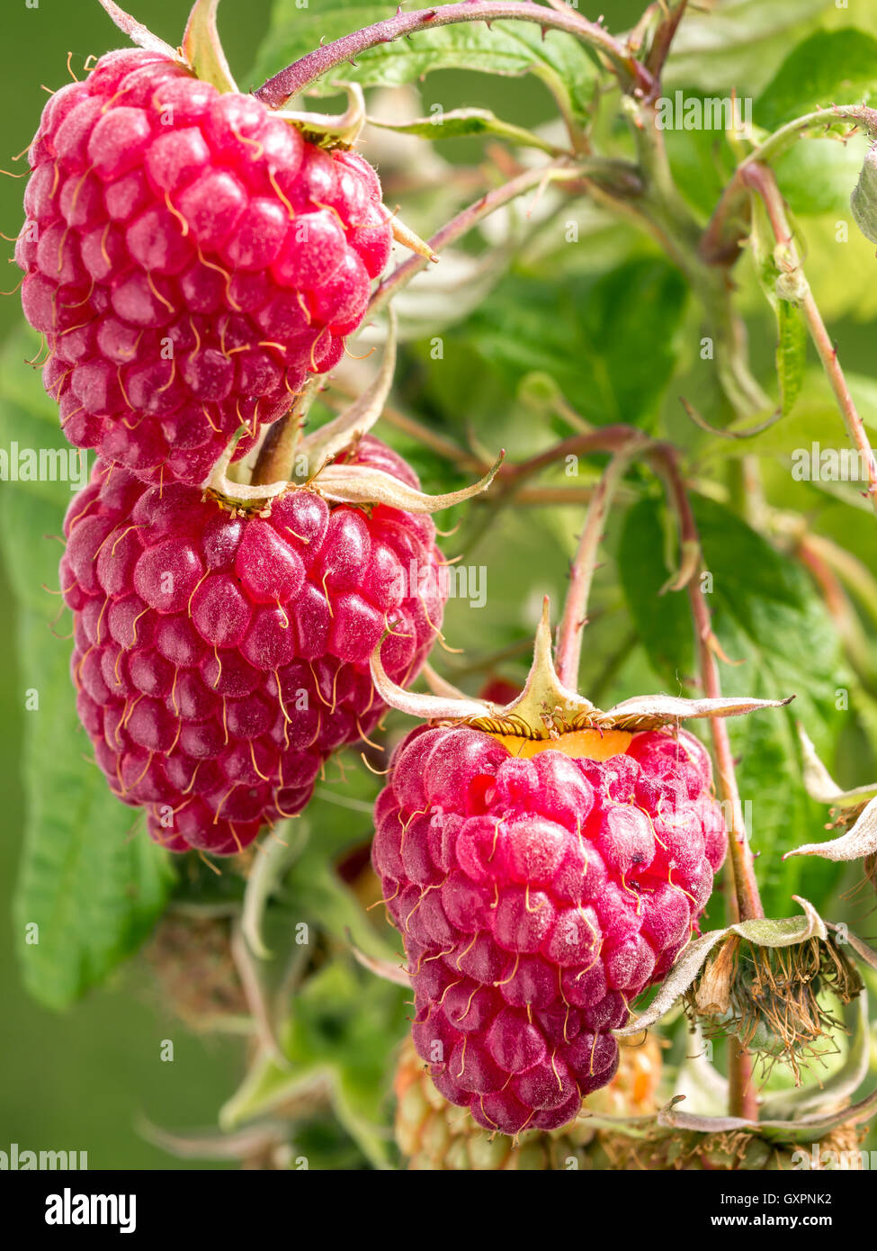 Ripe and juicy raspberries growing on shrub Stock Photo