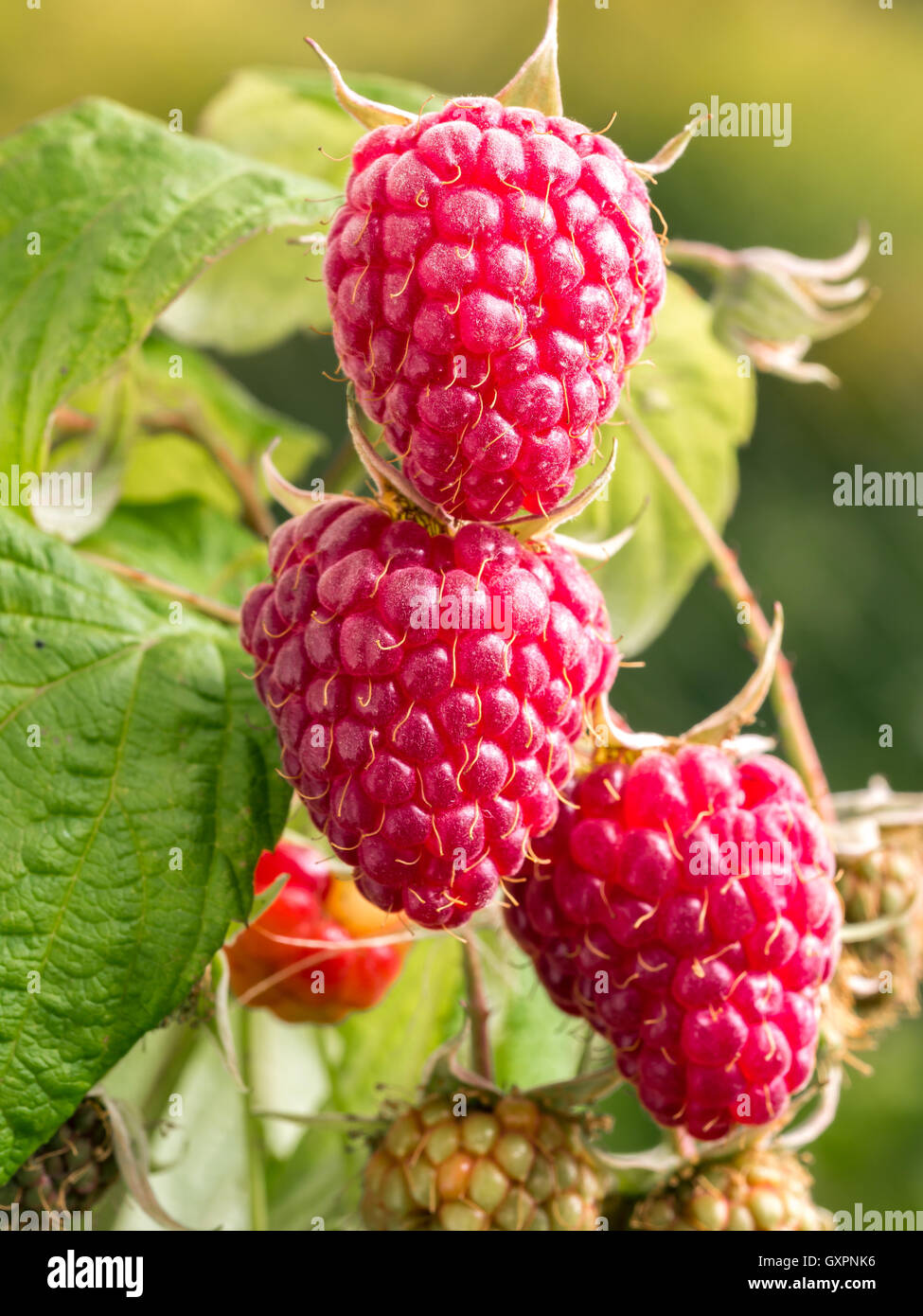 Ripe and juicy raspberries growing on shrub Stock Photo