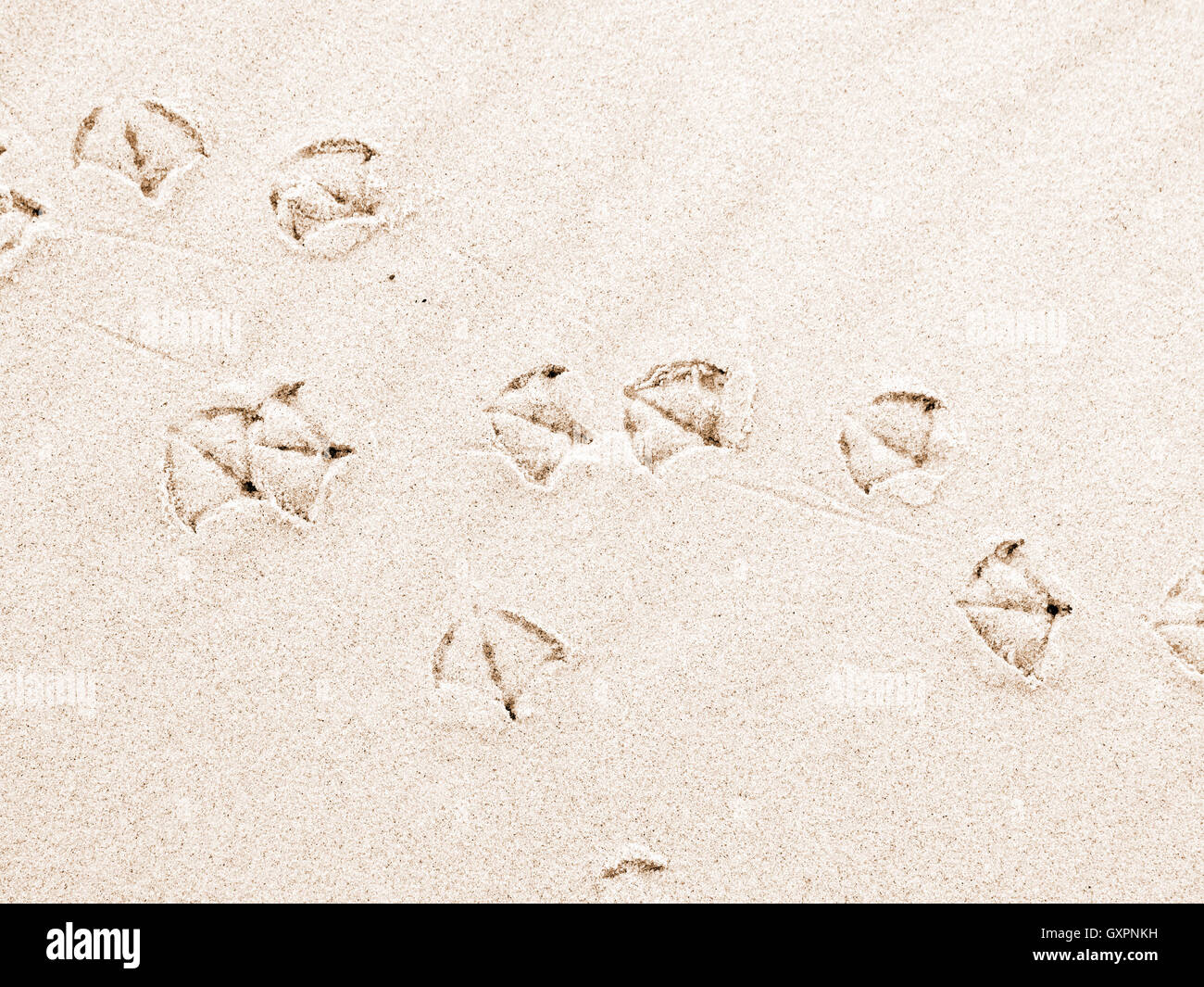 Seagull footprints on sand beach Stock Photo