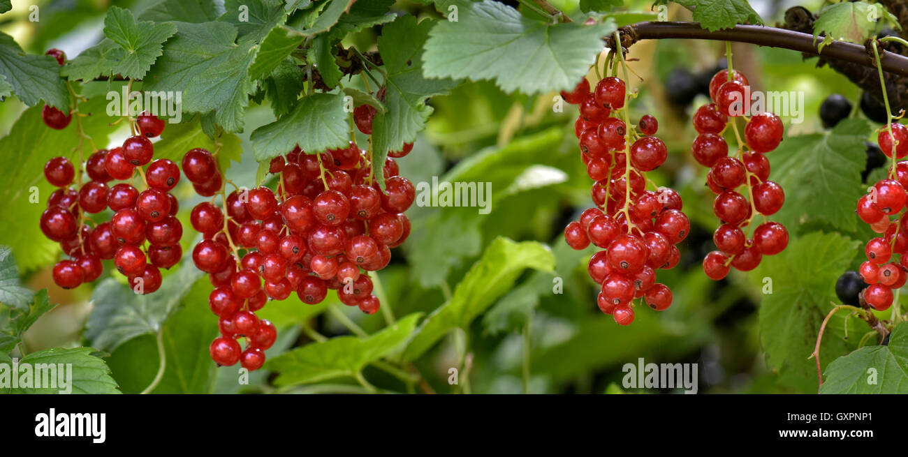 Panoramic image of ripe redcurrants ready for picking Stock Photo