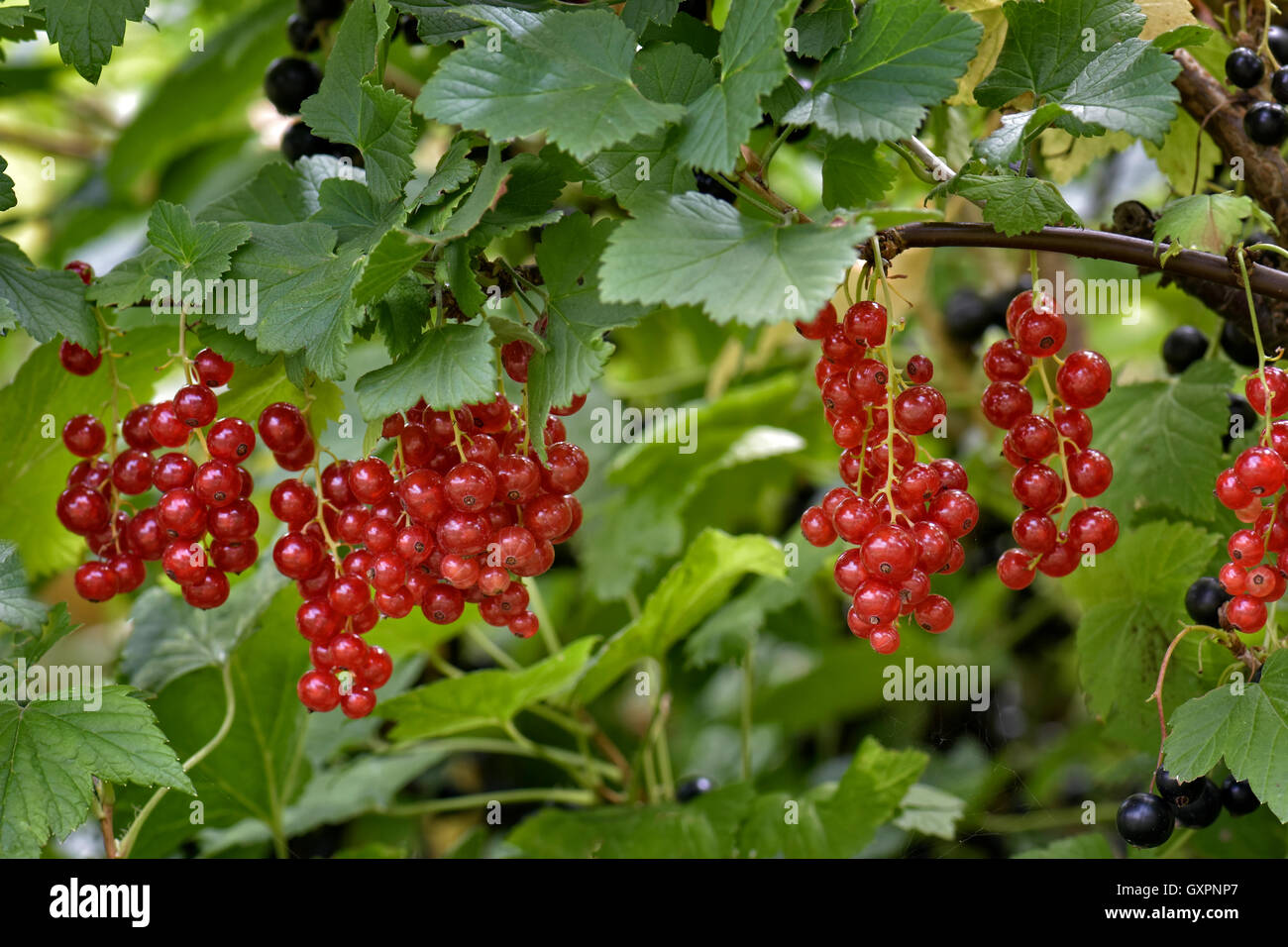 Ripe redcurrants ready for picking Stock Photo