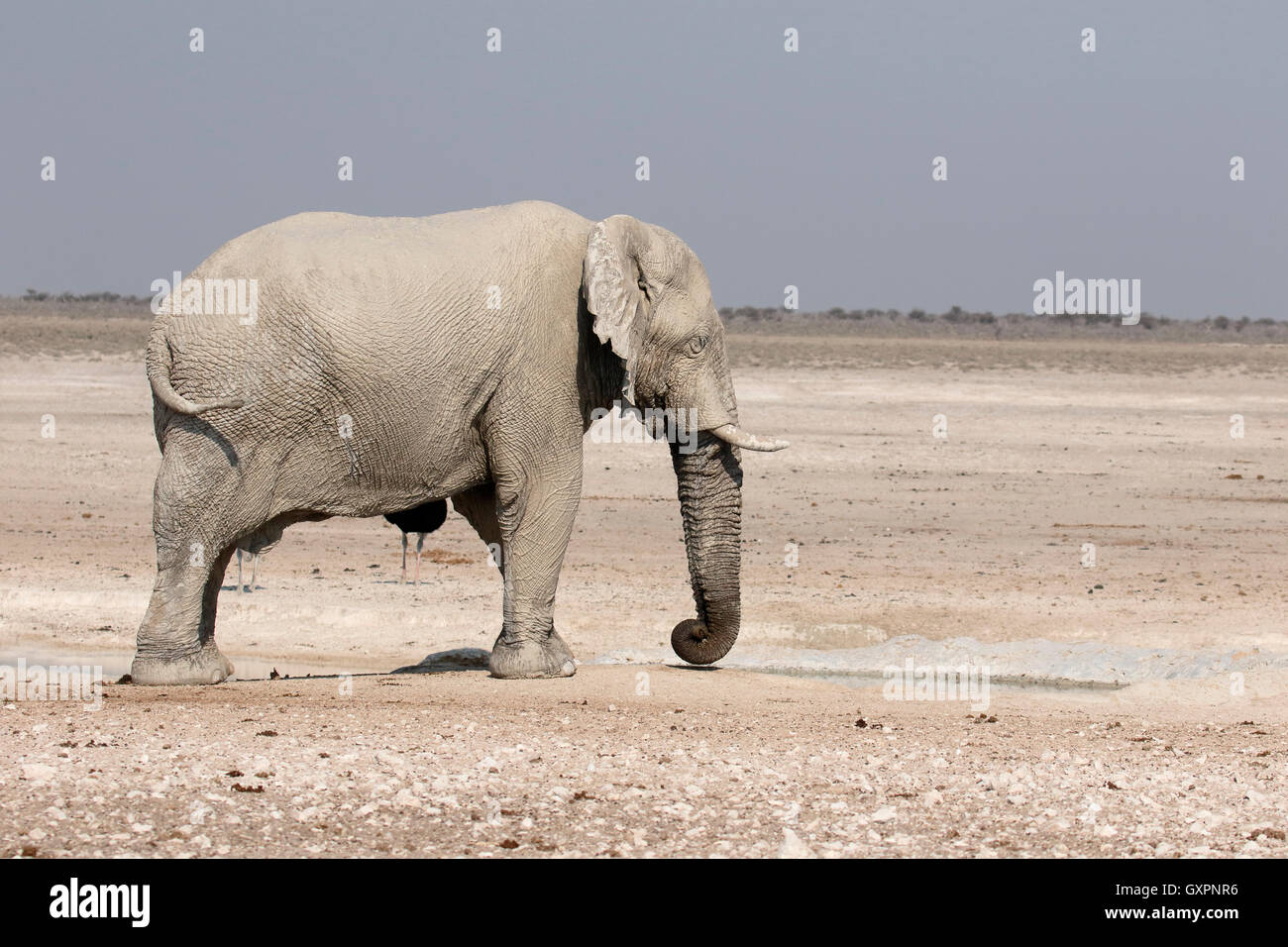African elephant, Loxodonta africana, one mammal, Etosha, Nambia, August 2016 Stock Photo