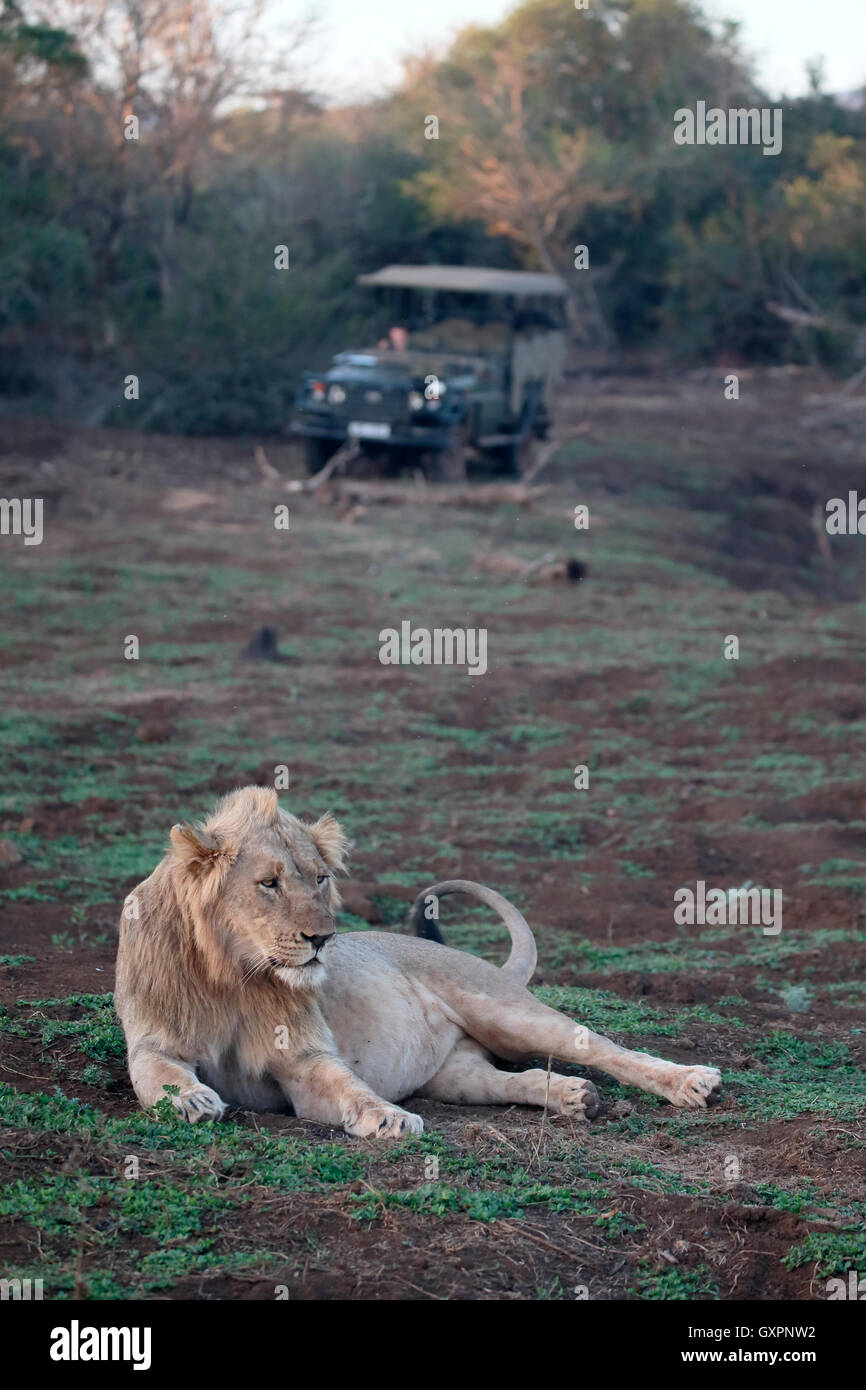 Male south african lion hi-res stock photography and images - Alamy
